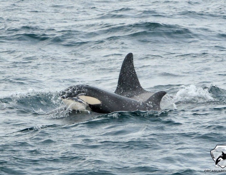 Láki Tours Whale Watching Iceland + Bird Watching + Sea Angling