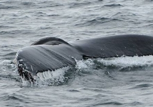 Humpback Whale in Breidafjördur on February 20, 2019