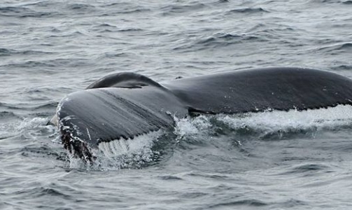 Humpback Whale in Breidafjördur on February 20, 2019