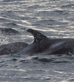 White Beaked Dolphins Iceland – Pictures from October 6, 2019