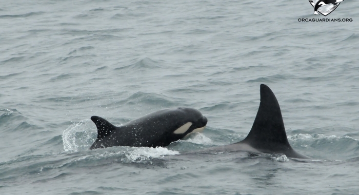 young orca
